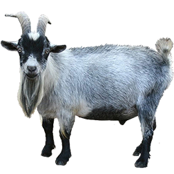 American Pygmy Goat
